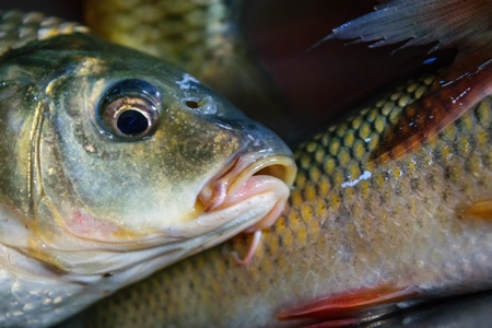 Alive fish on sale gasping in distress at the Mothers