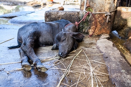 Indian buffalo calf tied up away from mother in a concrete shed on an urban dairy farm or tabela, Aarey milk colony, Mumbai, India, 2023