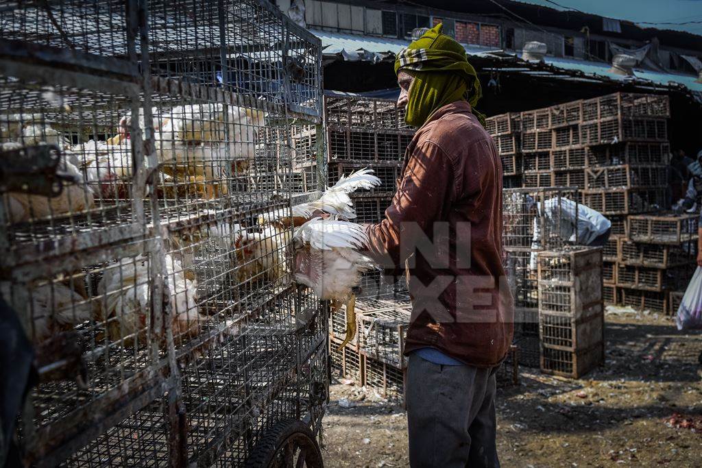 Indian broiler chickens being loaded onto a tricycle chicken cart at Ghazipur murga mandi, Ghazipur, Delhi, India, 2022