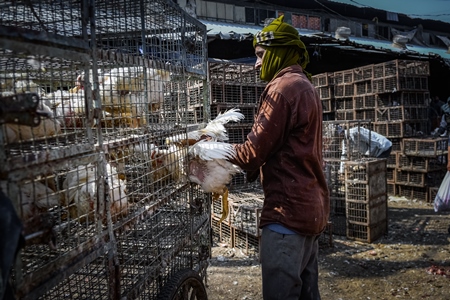 Indian broiler chickens being loaded onto a tricycle chicken cart at Ghazipur murga mandi, Ghazipur, Delhi, India, 2022