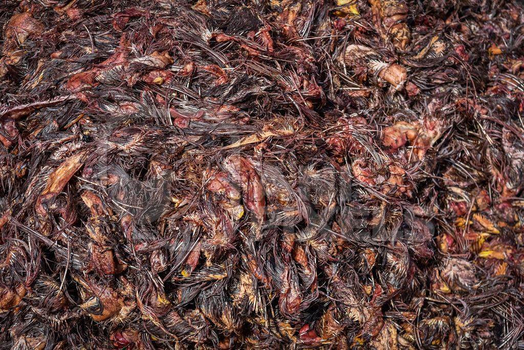 Piles of Indian chicken waste at Ghazipur murga mandi, Ghazipur, Delhi, India, 2022