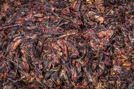 Piles of Indian chicken waste at Ghazipur murga mandi, Ghazipur, Delhi, India, 2022