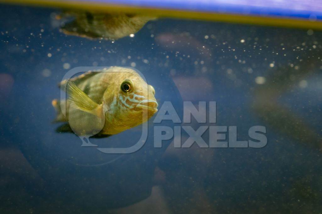 Yellow fish swimming in a dirty tank at an underwater fish tunnel expo aquarium in Pune, Maharashtra, India, 2024