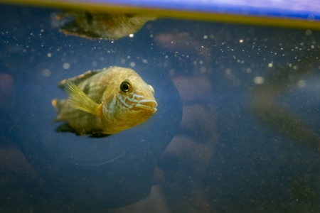 Yellow fish swimming in a dirty tank at an underwater fish tunnel expo aquarium in Pune, Maharashtra, India, 2024