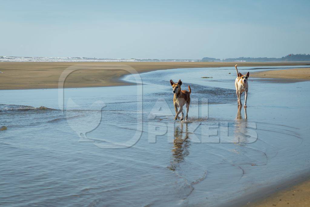 Beach dog on sandy beach in Goa also stray dog or street dog