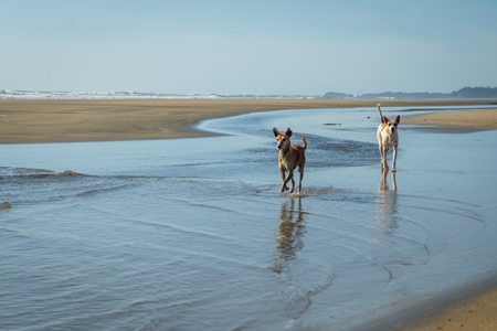 Beach dog on sandy beach in Goa also stray dog or street dog