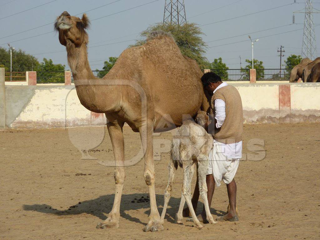 Baby camel with mother and man at camel farm