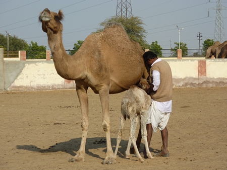 Baby camel with mother and man at camel farm