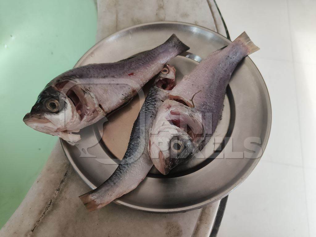Dead fish being prepared for food in a Bengali household, Kolkata, India, 2022