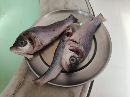 Dead fish being prepared for food in a Bengali household, Kolkata, India, 2022