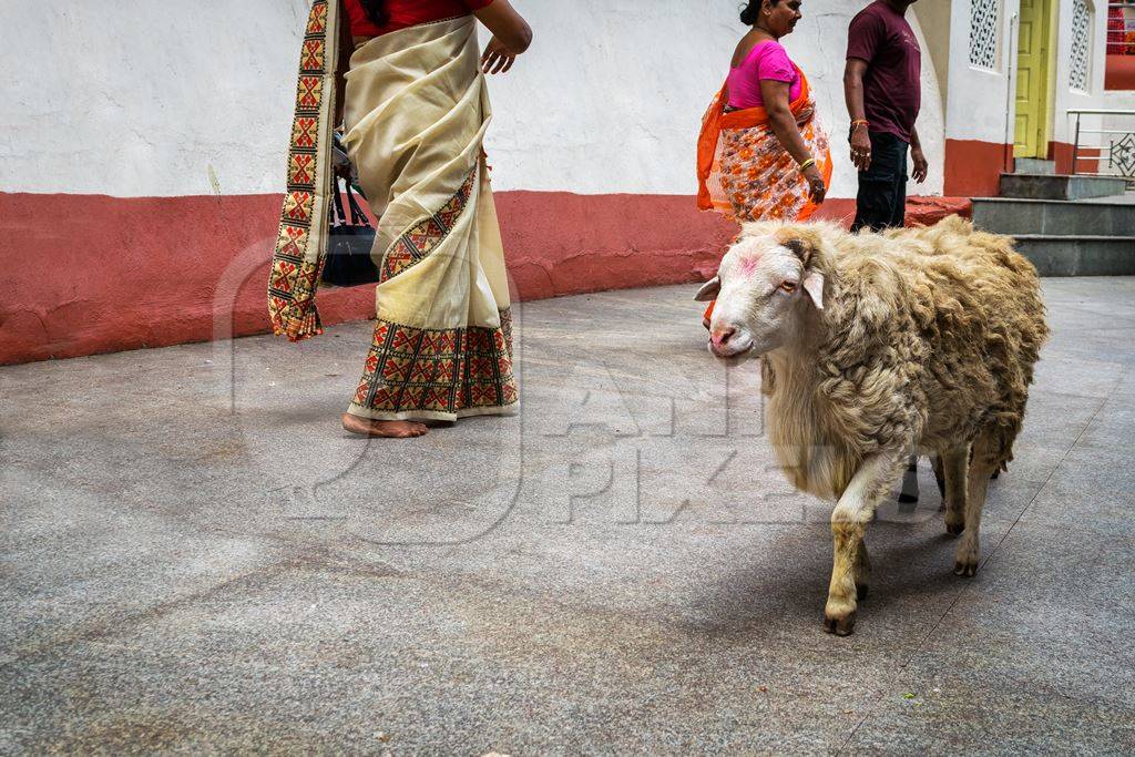 Sheep saved from religious sacrifice at Kamakhya temple