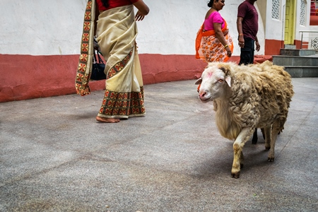 Sheep saved from religious sacrifice at Kamakhya temple