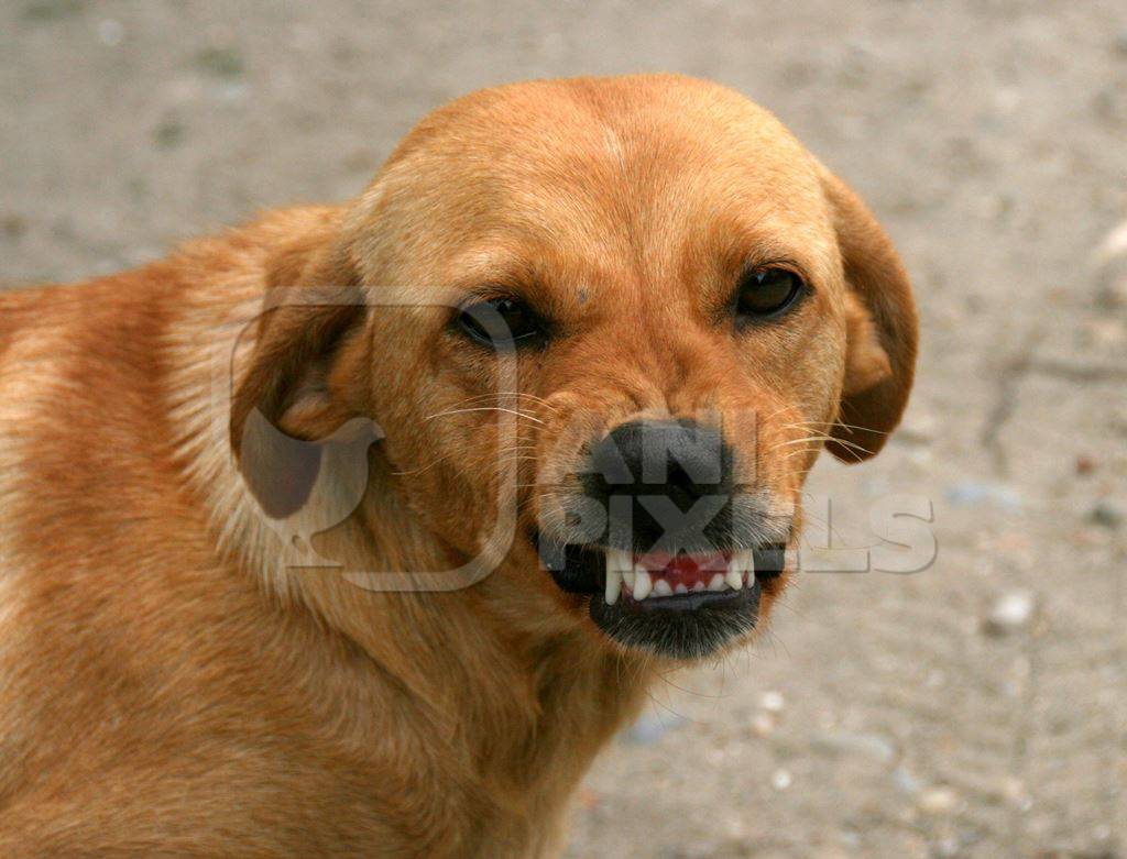 Brown street dog snarling or growling showing teeth