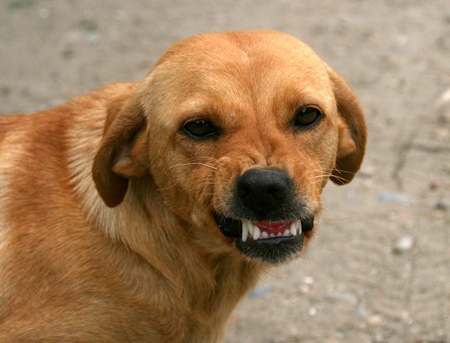 Brown street dog snarling or growling showing teeth