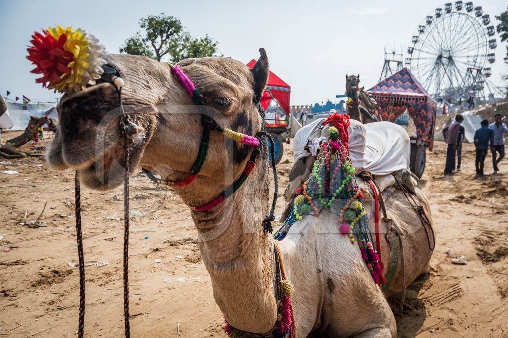 Sitting camel decorated and harnessed used to give tourist rides at Pushkar camel fair in Rajasthan