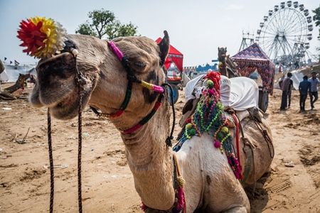 Sitting camel decorated and harnessed used to give tourist rides at Pushkar camel fair in Rajasthan