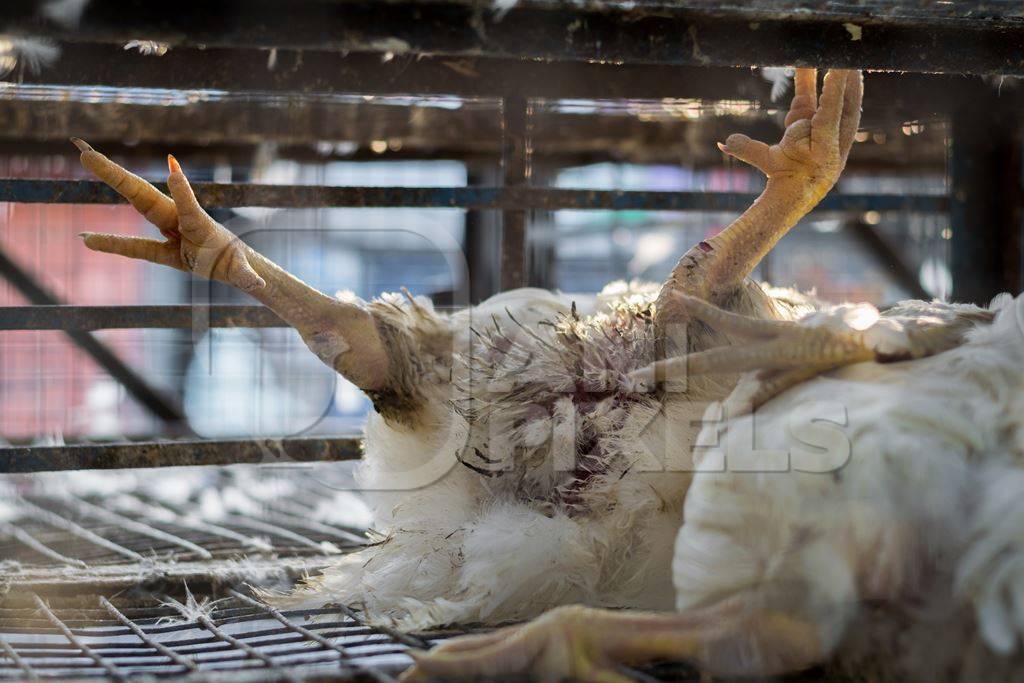 Dead broiler chickens on a truck being transported to slaughter in an urban city