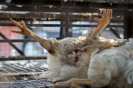 Dead broiler chickens on a truck being transported to slaughter in an urban city