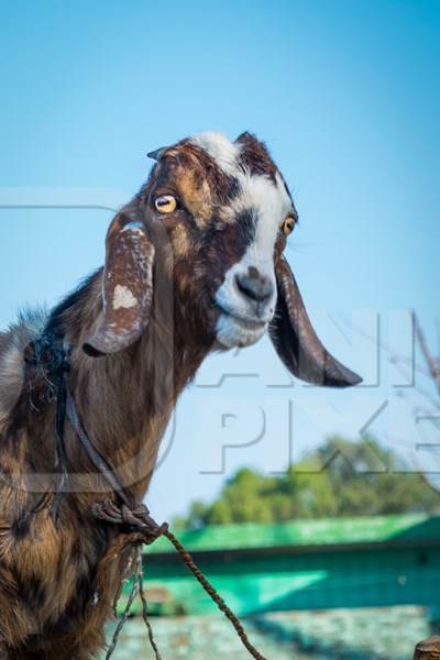 Farmed Indian goat on a farm in a rural village in Uttarakhand, India, 2016