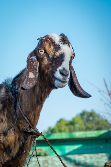 Farmed Indian goat on a farm in a rural village in Uttarakhand, India, 2016