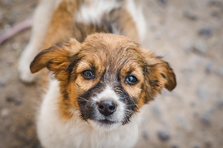 Small cute Indian street puppy dog or Indian stray pariah puppy dog face, Jodhpur, Rajasthan, India, 2022