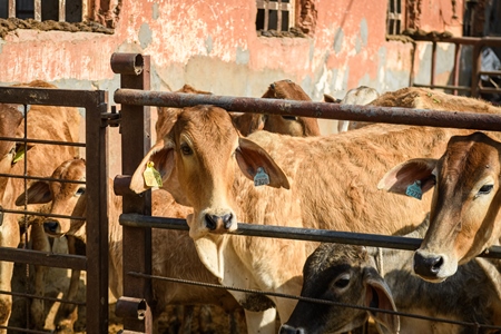 Indian cows and calves in an enclosure at a gaushala or goshala in Jaipur, India, 2022