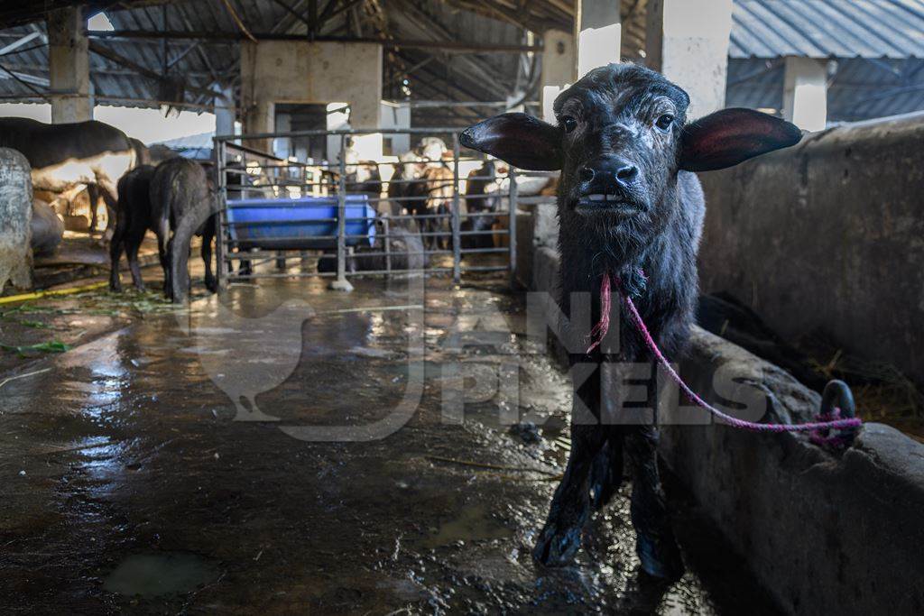 Farmed Indian buffalo calf tied up inside a large concrete shed on an urban dairy farm or tabela, Aarey milk colony, Mumbai, India, 2023