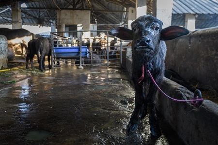 Farmed Indian buffalo calf tied up inside a large concrete shed on an urban dairy farm or tabela, Aarey milk colony, Mumbai, India, 2023