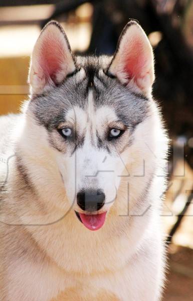 Husky pedigree dog kept as pet in India