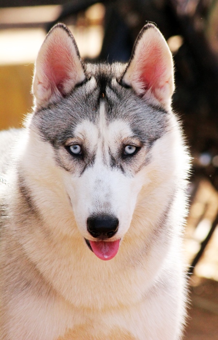 Husky pedigree dog kept as pet in India