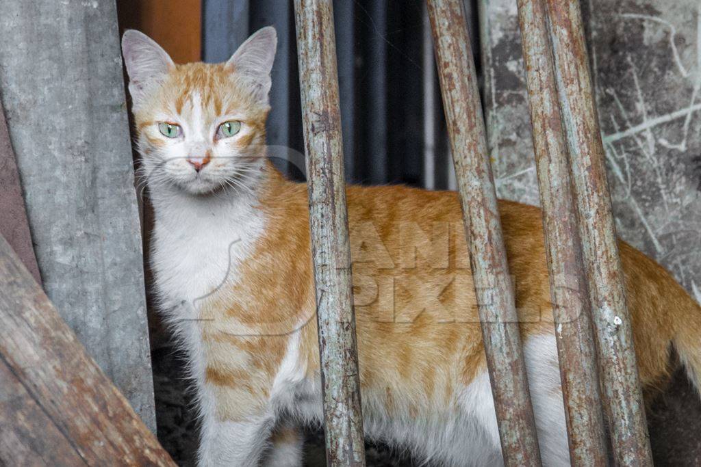 Ginger and white street kitten on street in Mumbai