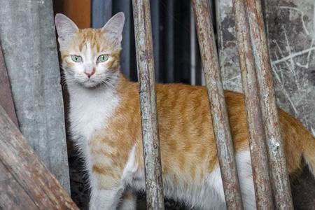 Ginger and white street kitten on street in Mumbai