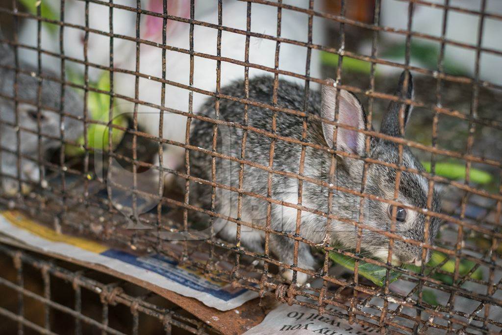 Rabbits in cage on sale at Crawford pet market