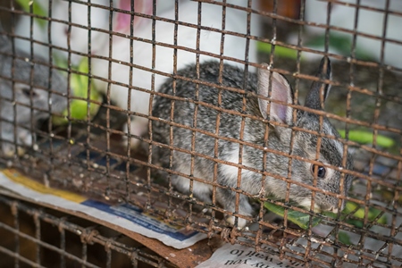 Rabbits in cage on sale at Crawford pet market