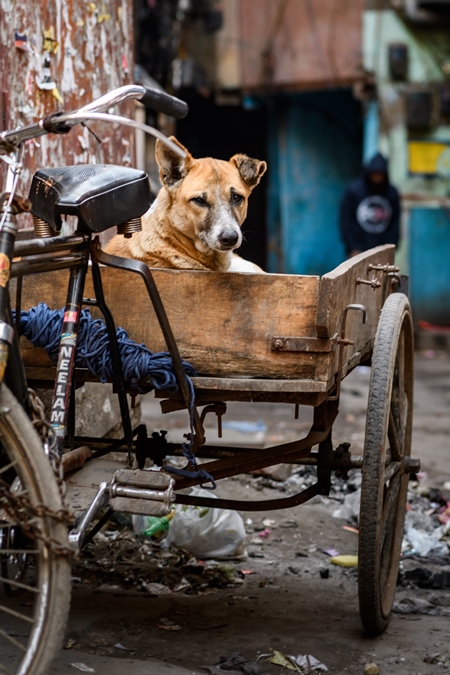Indian street dog or stray pariah dog sitting in a cart, Delhi, India, 2022