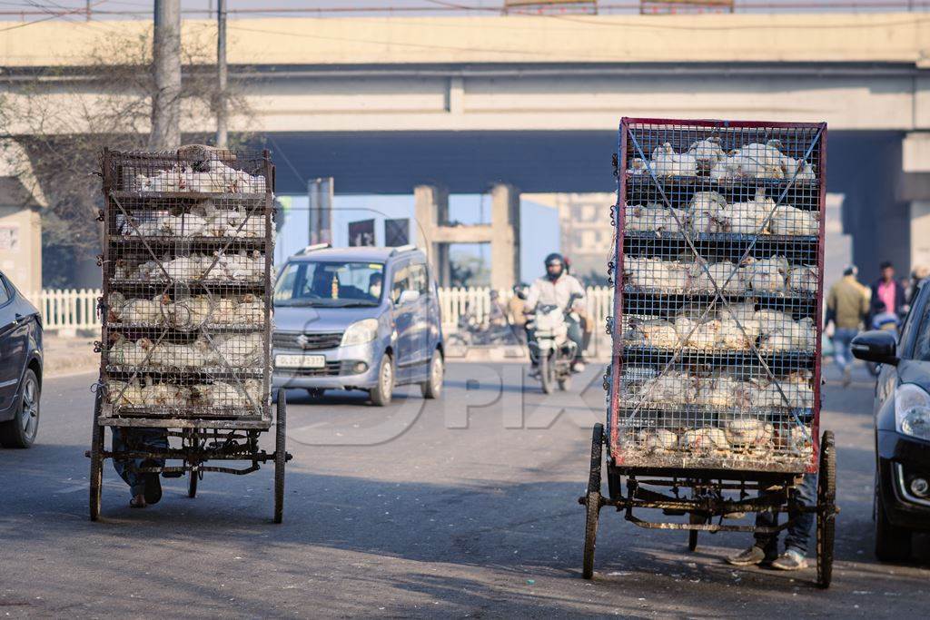 Indian broiler chickens being transported in cages on a tricycle chicken cart at Ghazipur murga mandi, Ghazipur, Delhi, India, 2022