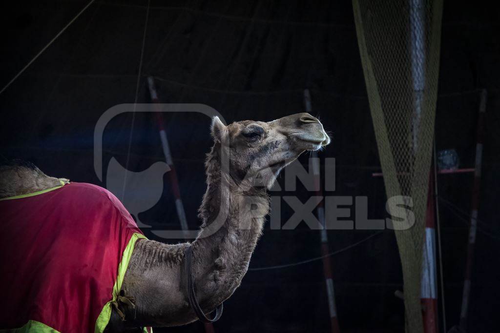 Camel used as a performing animal in the Golden Circus, Maharashtra, India, 2019