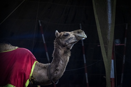 Camel used as a performing animal in the Golden Circus, Maharashtra, India, 2019