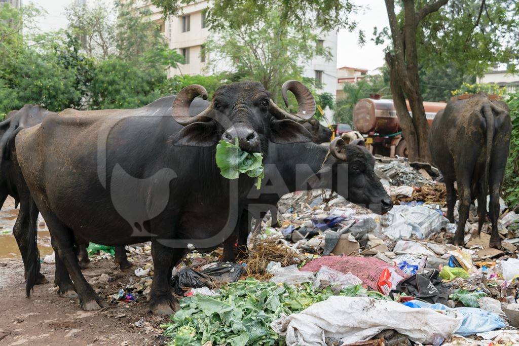 Street buffaloes on street in city in Maharashtra eating rubbish or garbage