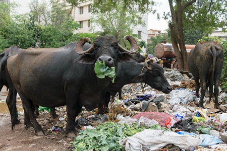 Street buffaloes on street in city in Maharashtra eating rubbish or garbage