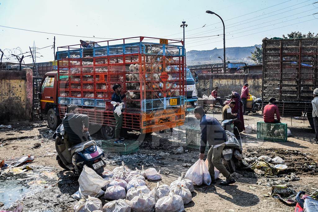 Workers unload chickens from trucks at Ghazipur murga mandi, Ghazipur, Delhi, India, 2022