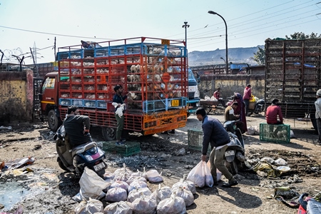 Workers unload chickens from trucks at Ghazipur murga mandi, Ghazipur, Delhi, India, 2022