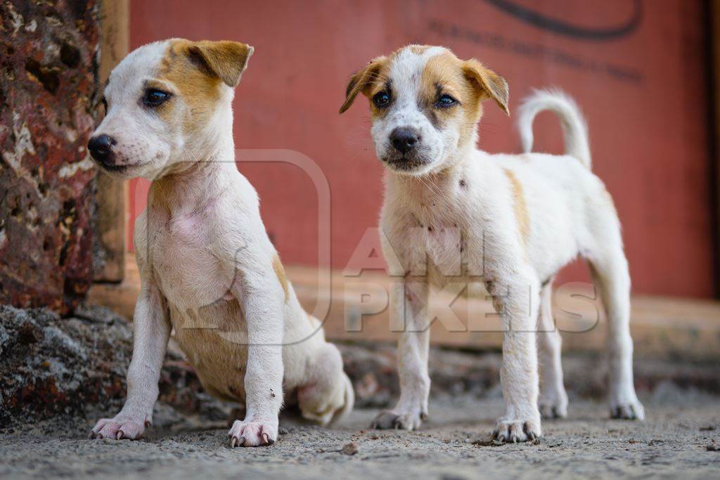 Two Indian street puppies or stray pariah puppy dogs, Malvan, India, 2023