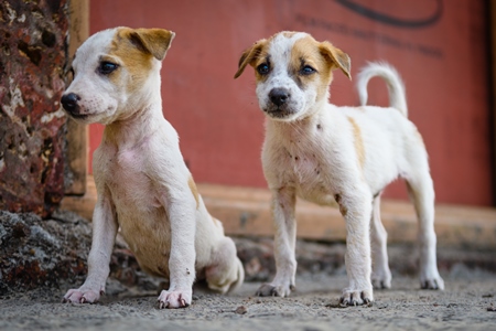 Two Indian street puppies or stray pariah puppy dogs, Malvan, India, 2023