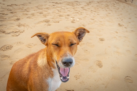 Orange Indian stray or street dog yawning on beach with blue sky background in Maharashtra, India