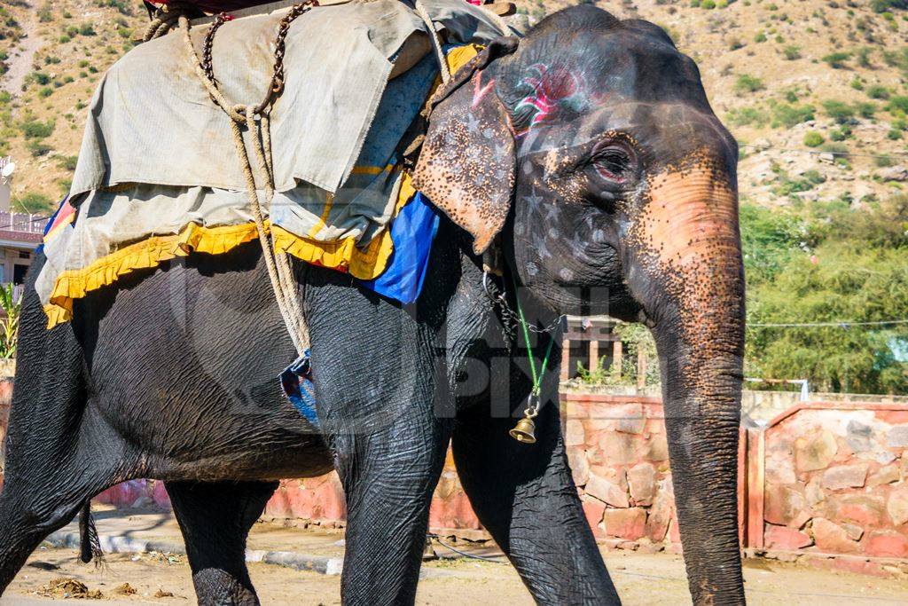 Painted elephant used for entertainment tourist ride walking on street in Ajmer