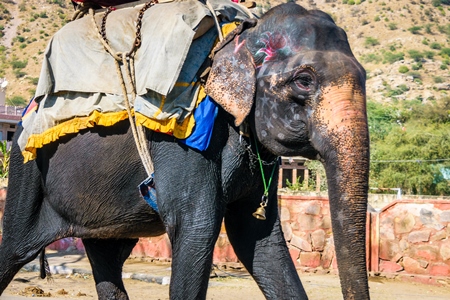 Painted elephant used for entertainment tourist ride walking on street in Ajmer