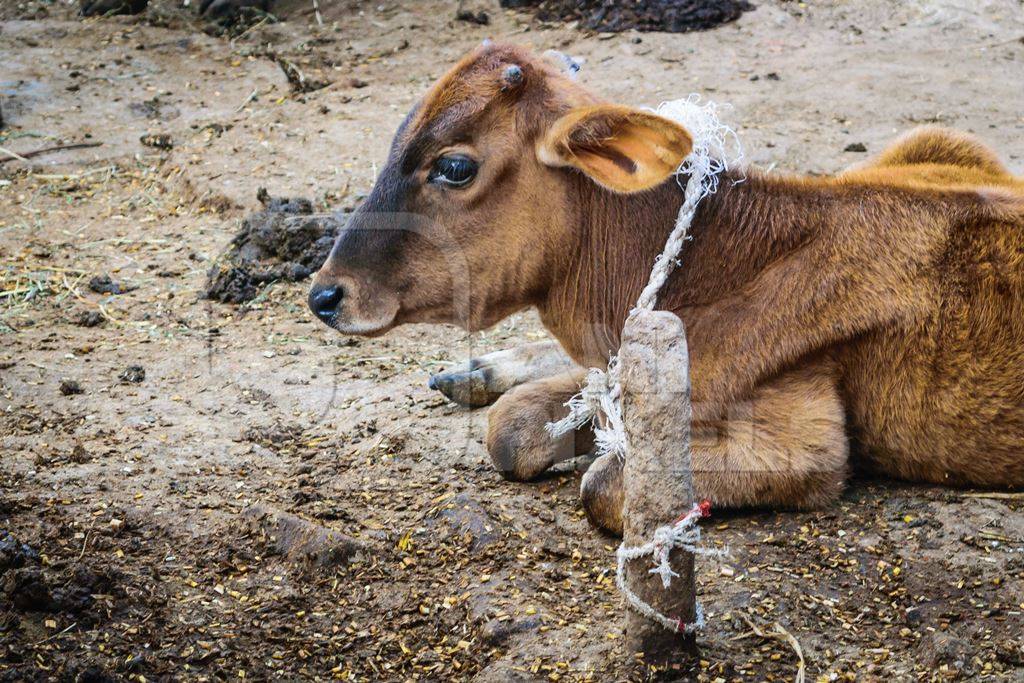 Brown calf lying on ground tied to pole