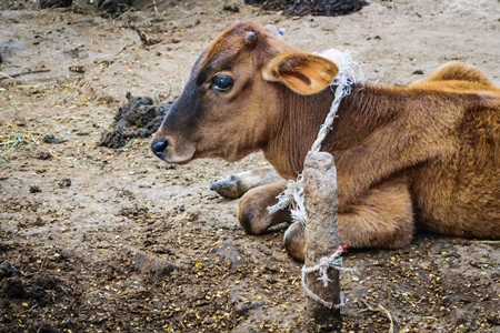 Brown calf lying on ground tied to pole