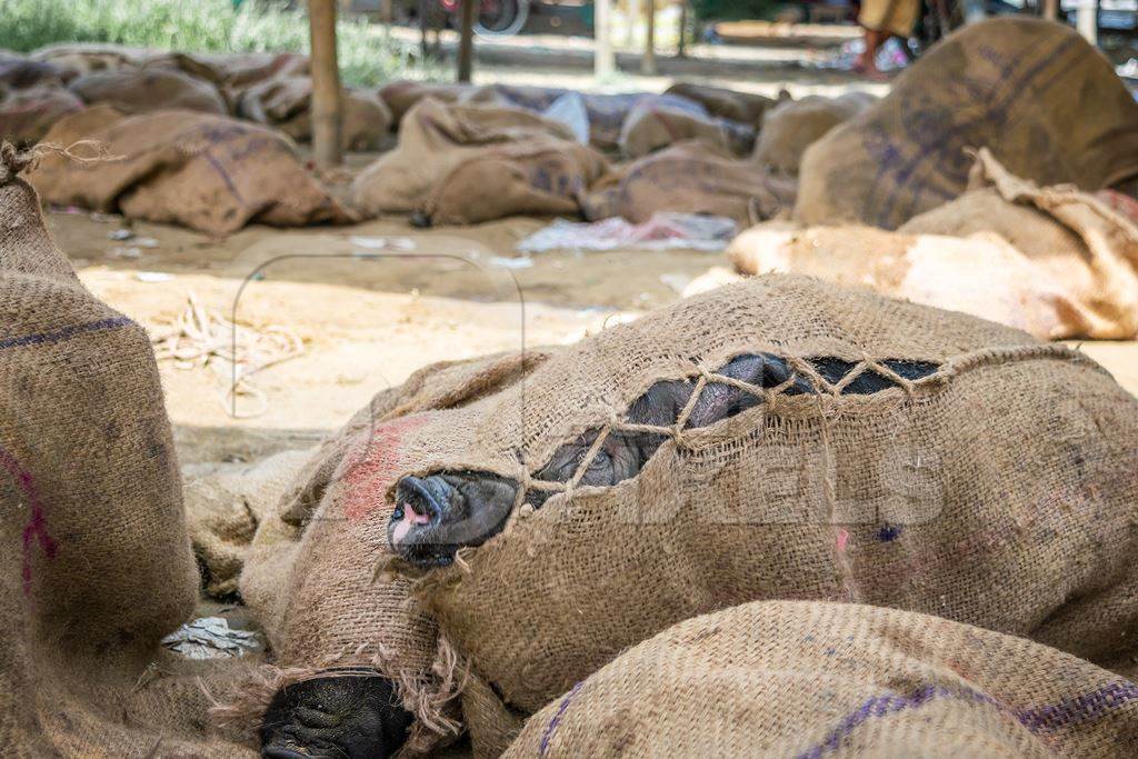 Pigs tied up in sacks and on sale for meat at the weekly animal market